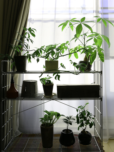 観葉植物 観葉植物