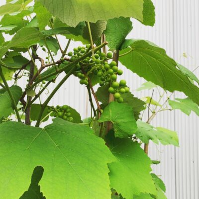 木陰つくり